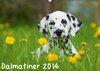 Buchcover Dalmatiner 2014 (Wandkalender 2014 DIN A2 quer)