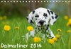 Buchcover Dalmatiner 2014 (Tischkalender 2014 DIN A5 quer)