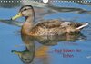 Buchcover Das Leben der Enten (Wandkalender 2014 DIN A4 quer)