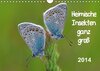 Buchcover Heimische Insekten ganz GROSS (Wandkalender 2014 DIN A4 quer)