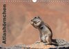 Buchcover Atlashörnchen (Wandkalender 2014 DIN A4 quer)