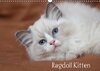 Buchcover Ragdoll Kitten (Wandkalender 2014 DIN A3 quer)