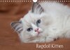 Buchcover Ragdoll Kitten (Wandkalender 2014 DIN A4 quer)