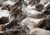Buchcover Dülmener Wildpferde - Gefährdete Nutztierrasse (Wandkalender immerwährend DIN A3 quer)