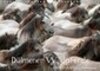Buchcover Dülmener Wildpferde - Gefährdete Nutztierrasse (Wandkalender immerwährend DIN A4 quer)