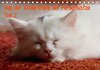 Buchcover Aus der Kinderstube der Perserkatze 2/ AT-Version (Tischkalender 2014 DIN A5 quer)