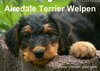 Buchcover Airedale Terrier Welpen (Wandkalender 2015 DIN A3 quer)