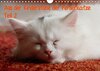 Buchcover Aus der Kinderstube der Perserkatze 2/ AT-Version (Wandkalender 2015 DIN A4 quer)