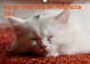 Buchcover Aus der Kinderstube der Perserkatze 2/ AT-Version (Wandkalender 2015 DIN A3 quer)