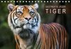 Buchcover Gestreifte Jäger – Tiger (Tischkalender 2015 DIN A5 quer)