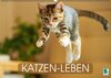 Buchcover Katzen-Leben (Wandkalender 2015 DIN A2 quer)