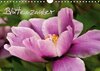 Buchcover Blütenzauber (Wandkalender 2016 DIN A4 quer)