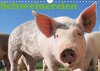 Buchcover Schweinereien (Wandkalender 2016 DIN A4 quer)