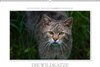 Buchcover Emotionale Momente: Die Wildkatze. / CH-Version (Wandkalender 2016 DIN A2 quer)