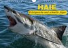 Buchcover Haie. Erfolgreiche und schnelle Jäger (Wandkalender 2016 DIN A4 quer)