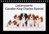 Buchcover Liebenswerte Cavalier King Charles Spaniel (Tischkalender 2016 DIN A5 quer)