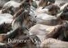 Buchcover Dülmener Wildpferde - Gefährdete Nutztierrasse (Wandkalender immerwährend DIN A2 quer)