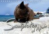 Buchcover SAMTPFOTEN auf Mykonos (Tischkalender 2016 DIN A5 quer)