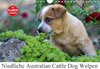 Buchcover Niedliche Australian Cattle Dog Welpen (Wandkalender 2016 DIN A4 quer)