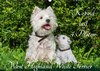 Buchcover Kobold auf 4 Pfoten - West Highland White Terrier (Wandkalender 2017 DIN A2 quer)