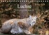 Buchcover Luchse - Europas größte Katzen (Tischkalender 2017 DIN A5 quer)