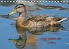 Buchcover Das Leben der Enten (Tischkalender 2017 DIN A5 quer)