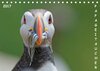 Buchcover Papageitaucher (Tischkalender 2017 DIN A5 quer)
