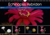Buchcover Echinopsis Hybriden. Ein stachliger Traum (Wandkalender 2017 DIN A4 quer)
