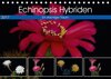Buchcover Echinopsis Hybriden. Ein stachliger Traum (Tischkalender 2017 DIN A5 quer)