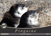 Buchcover Magellan-Pinguine (Wandkalender 2017 DIN A3 quer)