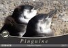 Buchcover Magellan-Pinguine (Wandkalender 2017 DIN A2 quer)