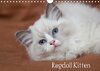 Buchcover Ragdoll Kitten (Wandkalender 2017 DIN A4 quer)