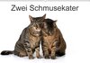 Buchcover Zwei Schmusekater / CH-Version (Wandkalender 2017 DIN A2 quer)