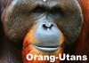 Buchcover Orang-Utans (Wandkalender 2017 DIN A2 quer)