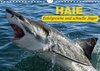 Buchcover Haie. Erfolgreiche und schnelle Jäger (Wandkalender 2017 DIN A4 quer)