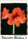 Buchcover Polacolor Blumen 1 (Wandkalender 2017 DIN A4 hoch)