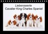Buchcover Liebenswerte Cavalier King Charles Spaniel (Tischkalender 2017 DIN A5 quer)