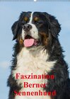 Buchcover Faszination Berner Sennenhund (Wandkalender 2017 DIN A2 hoch)
