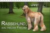 Buchcover Rassehund, ein treuer FreundCH-Version  (Tischkalender 2017 DIN A5 quer)