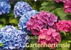 Buchcover Prachtvolle Gartenhortensie (Wandkalender 2017 DIN A2 quer)