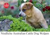 Buchcover Niedliche Australian Cattle Dog Welpen (Wandkalender 2017 DIN A4 quer)