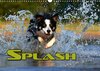 Buchcover SPLASH - Hunde im Wasser (Wandkalender 2017 DIN A3 quer)