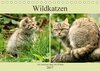 Buchcover Wildkatzen - Die lautlosen Jäger des Waldes (Tischkalender 2017 DIN A5 quer)