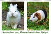 Buchcover Kaninchen und Meerschweinchen Babys (Wandkalender 2017 DIN A3 quer)