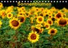 Buchcover Sonnenblumen (Tischkalender 2018 DIN A5 quer)