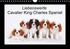 Buchcover Liebenswerte Cavalier King Charles Spaniel (Wandkalender 2018 DIN A4 quer)