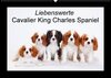 Buchcover Liebenswerte Cavalier King Charles Spaniel (Wandkalender 2018 DIN A2 quer)