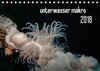 Buchcover unterwasser makro 2018 (Tischkalender 2018 DIN A5 quer)