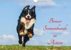 Buchcover Berner Sennenhunde in Action (Wandkalender 2018 DIN A4 quer)