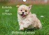 Buchcover Kobolde auf 4 Pfoten - Bolonka Zwetna (Wandkalender 2018 DIN A4 quer)